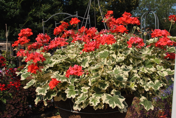 Fancy-leaf geraniums, such as ‘Glitterati Ice Queen’, are gaining in popularity for summer fare. Photo courtesy University of Georgia Trial Gardens 