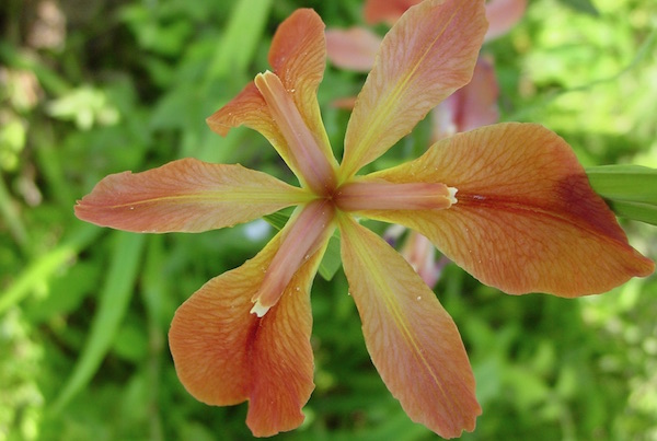 The native copper iris offers an unusual color in the spring garden. © James Henderson, Golden Delight Honey, Bugwood.org 