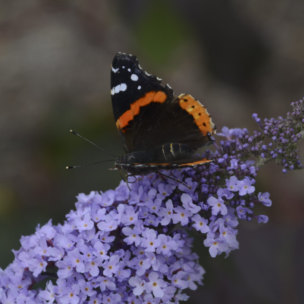 A dwarf butterfly bush, such as ‘Glass Slippers’, works well in sunny spots in small yards. Photo courtesy PerennialResource.com 