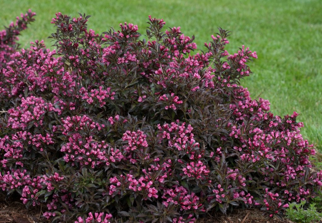 Sonic Bloom® Pure Pink - Weigela florida