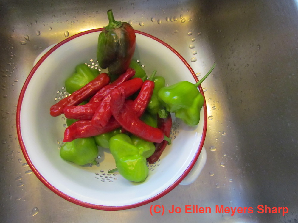 Dragon Roll Pepper When To Harvest