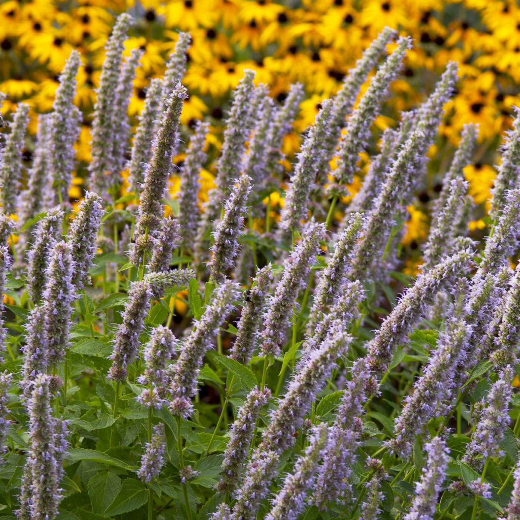 Многоколосник фенхельный (Agastache Foeniculum)