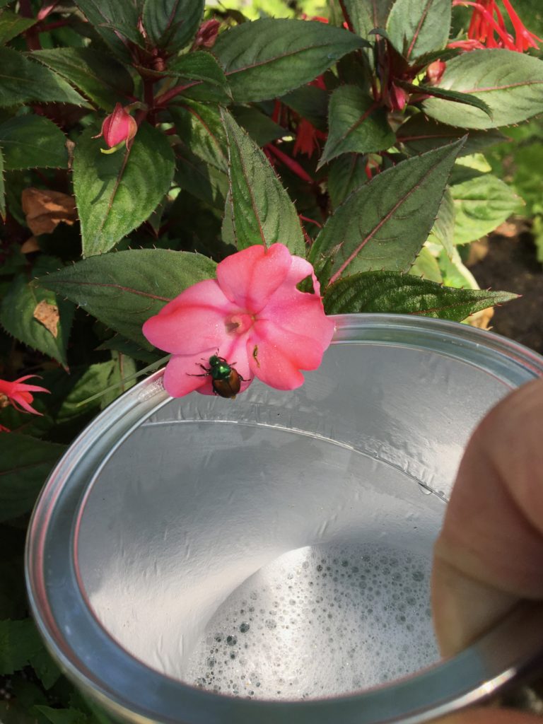 Soapy water kills Japanese beetles