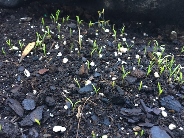 Carrot seeds sprout quickly