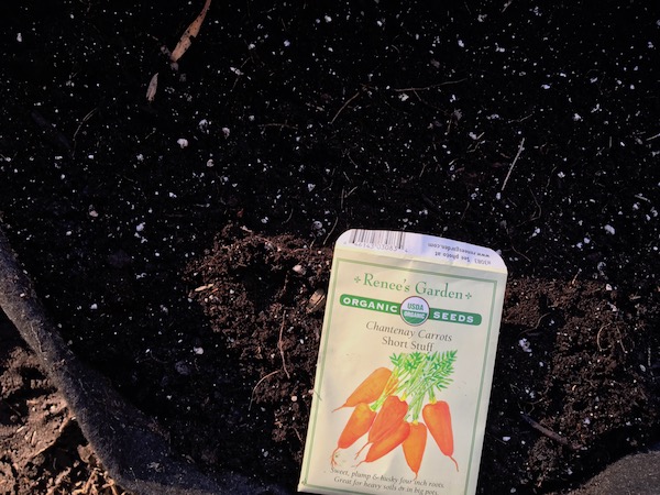 carrot seeds sown in summer