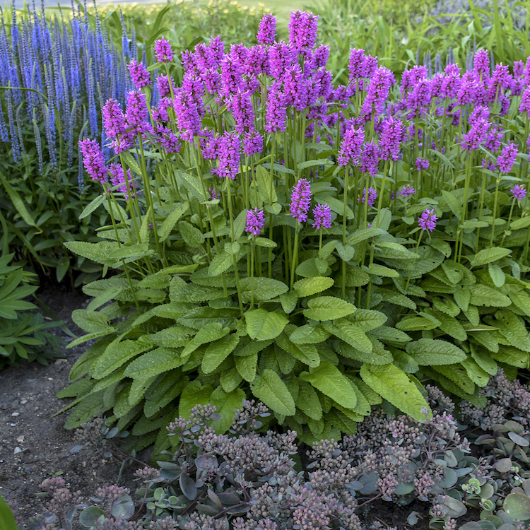 2019 Perennial Plant of the Year 'Hummelo'