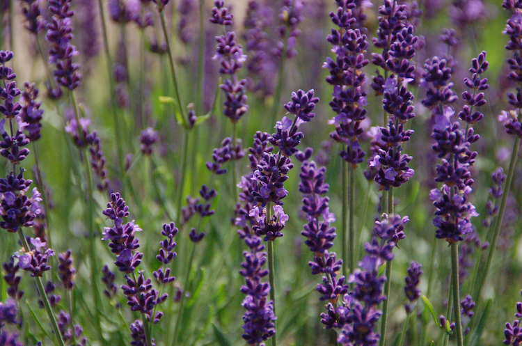 lavender for midwest gardens