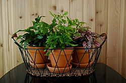 Therapeutic growth — Study shows potted plants or flowers boost post-operative healing. © iStockphoto 