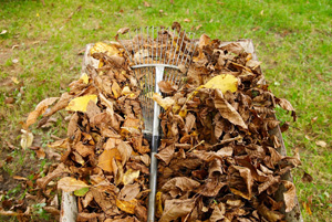 Compost starter — Fall leaves are a great way to start a compost pile. © Fotolia 