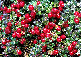 Native pucker — Cranberries once flourished in northern Indiana, where they grew in bogs and wetlands. Photo courtesy Michigan Department of Agriculture
