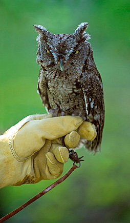 Night caller — The Eastern screech owl’s call is more noticeable in spring and fall. © iStock 
