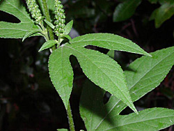 Something to sneeze at — Giant ragweed and its cousin the common ragweed are chief contributors to hay fever this time of years. Photo courtesy University of Texas