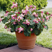 Babywing pink begonia (Photo courtesy Proven Winners)