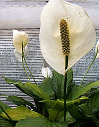 Bloomin’ easy — Peace lily helps clean the air while beautifying the room. © Fotolia 