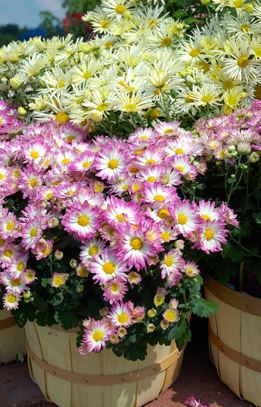Fall ready — Mums brighten the autumn landscape whether planted in the ground, baskets or pots. © iStockphoto 