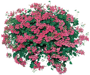 Summer cooler - Vining geraniums, such as Pink Blizzard, thrive in hanging baskets. (Photo courtesy Fischer USA) 