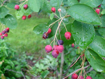 Edible landscape — ‘Cole’s Select’ serviceberry produces tasty fruit in June for humans and birds. © Photo Jo Ellen Meyers Sharp 