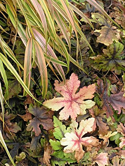 Fall color — ‘Aureola’ Japanese forest grass late-season hue blends nicely with the autumn color of a foam flower (Tiarella) ‘Crow Feather.’ © Photo courtesy Walters Gardens 