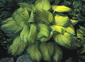 Crinkle power - Stained Glass hostas thick, crinkly leaves protect against slug damage. © Photo courtesy Walters Gardens