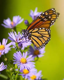 Fueling station — A monarch butterfly relies on the fall-blooming aster and other native plants for nectar as it migrates south for winter. © Fotolia