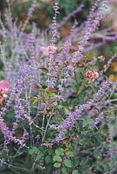 Windy duo — Purple-blue spikes and aromatic, silvery stems of Russian sage complement a pink Carefree Delight shrub rose. © Jo Ellen Meyers Sharp