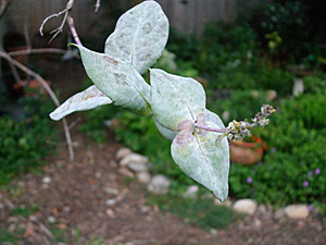 Fungus discoloration — Powdery mildew on honeysuckle turns green leaves white. © Jo Ellen Meyers Sharp 