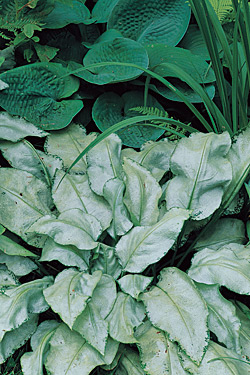 Plant sheen — ‘Excalibur,’ a silver-leafed lungwort (Pulmonaria) shines in the shade when paired with a solid green Hosta. © Karen Bussolini