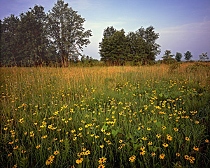 Natural site — Black-eyed Susans and grasses returned to The Nature Conservancy’s Spinn Prairie, a 29-acre remnant preserved near Reynolds, Ind., in White County, after years of use in agriculture. © The Nature Conservancy/Indiana