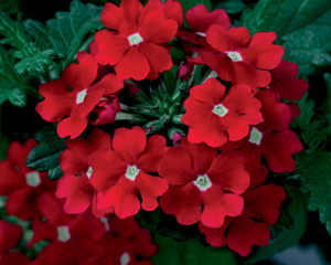 Winning performance — ‘Scarlet Star’ verbena thrives despite drought and neglect. Photo courtesy Proven Winners 