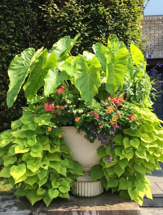 Container Garden Design - Hoosier Gardener