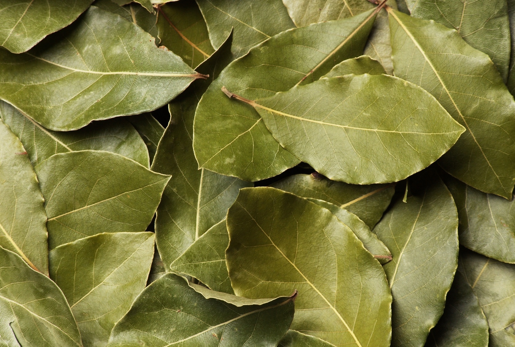 Bay leaf honored as 2009 Herb of the Year - Hoosier Gardener