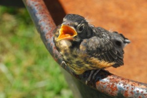 fledgling-robin-istock_000003348153