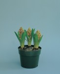 Potted hyacinth.
