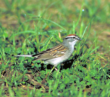 A chipping sparrow sings in spring to identify its territory. (Photo courtesy National Digital Library/U.S. Fish & Wildlife Service)