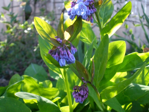 Virginia bluebells enhance the spring scene then totally disappear without a bit of cleanup. © Jo Ellen Meyers Sharp