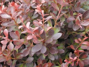 'Crimson Pygmy' barberry is on the 'do not buy, sell or plant' list for Indiana. Photo courtesy Bailey Nurseries.