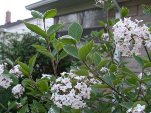 Place fragrant shrubs near windows, where they perfume indoors and out.