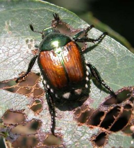 Japanese beetle. Photo courtesy Purdue University