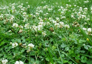 White clover indicates low soil fertility. Black medic, a weed with leaves similar to clover, sports yellow flowers in the foreground. © Jo Ellen Meyers Sharp