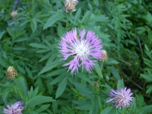 Persian cornflower attracts bees and butterflies, but is resistant to deer and rabbits. (C) Jo Ellen Meyers Sharp
