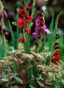 Red and purple glads enhance the colorful stems of the perennial ‘Matrona’ sedum, which blooms in late summer.