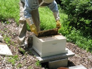 Chad Franer from the Indianapolis Museum of Art conducts his first inspection of the new honeybee hive. Photo filched from Irvin Etienne's blog.