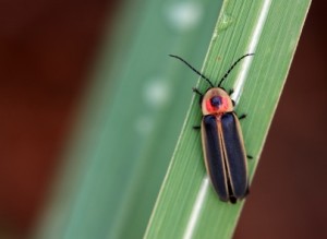 Lightning bug or firefly, this beetle lights up the sky on summer nights. (C) iStockphoto