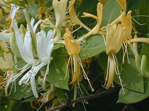 Japanese honeysuckle. (Photo courtesy Illinois Department of Natural Resources)