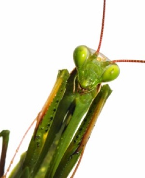 Preying mantis. (C) iStockphoto.com