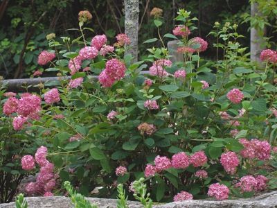 'Spirit,' is a pink 'Annabelle' like hydrangea (H. arborescens). Invincibelle ‘Spirit’ will be available at retail under the Proven Winners ColorChoice brand in spring of 2010. In addition the plant will help in the fight against breast cancer. Proven Winners will donate 5 cents from each purchase to The Breast Cancer Research Foundation.