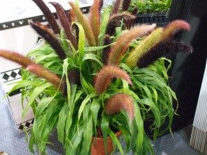 'Jade Princess,' an ornamental millet, has a blend of green, pink and brown flowers and gets 3 to 4 feet tall. (C) Jo Ellen Meyers Sharp