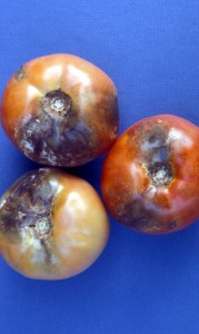 Late blight disease on tomatoes. Photo courtesy Purdue Plant and Pest Diagnostic Laboratory