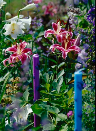 Fragrant 'Stargazer' lily (Lilium) shine in the early summer garden. Photo courtesy www.bulb.com