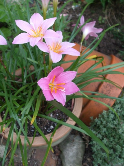 <p>Rain lilies, which open pink then fade as they age, like to be crowded in the pot. © Jo Ellen Meyers Sharp </p>